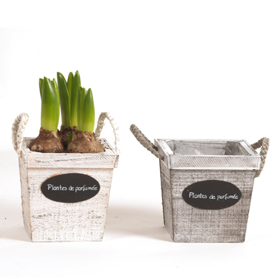 Bakje plantes du parfumee